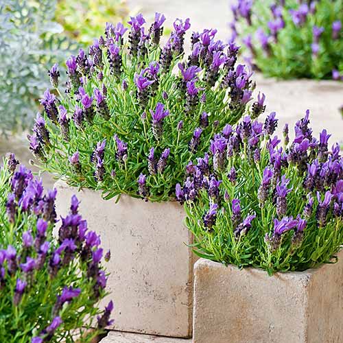 Lavendel Munstead, P9 interface.art foto 1 Lavendel Munstead, P9 interface.image 1 interface.art 1595