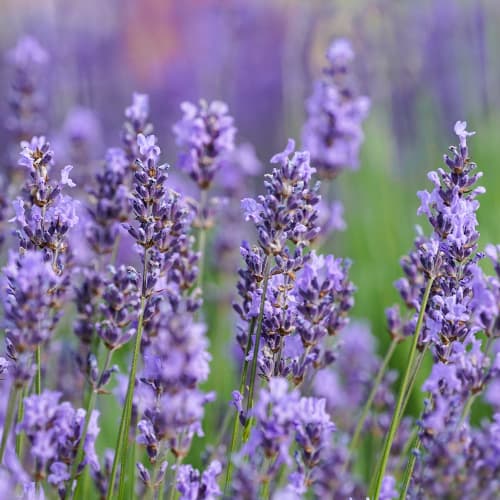 Lavendel Sensational, P9 interface.art foto 1 Lavendel Sensational, P9 interface.image 1 interface.art 1597