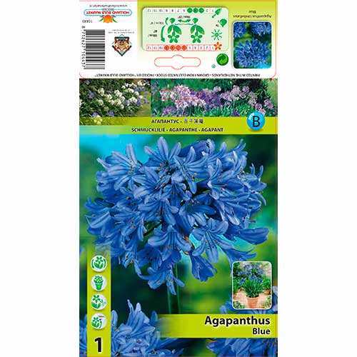 Lembeliilia Blue interface.art foto 1 Lembeliilia Blue interface.image 1 interface.art 76157