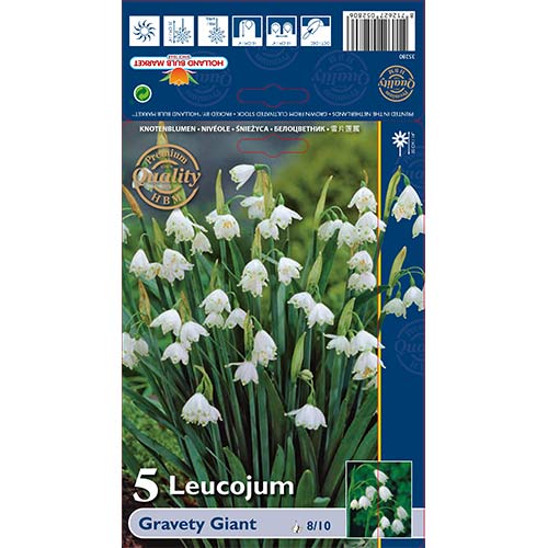 Leucojum Gravety Giant interface.art foto 1 Leucojum Gravety Giant interface.image 1 interface.art 70222