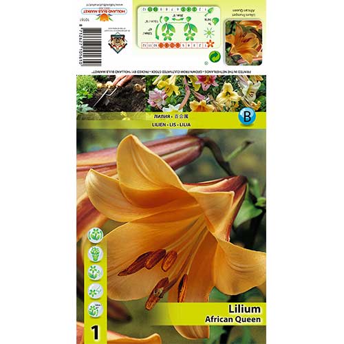 Liilia African Queen interface.art foto 1 Liilia African Queen interface.image 1 interface.art 70422