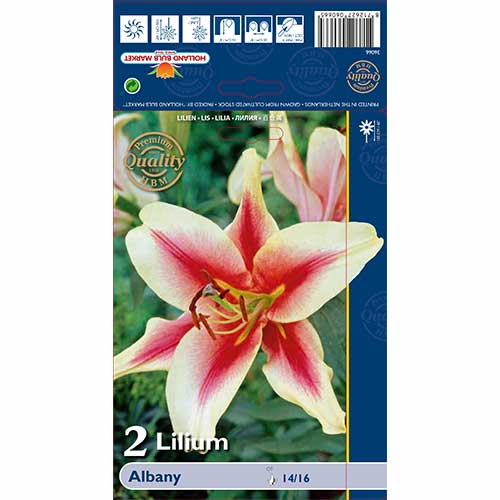 Liilia Albany interface.image 1 interface.art 70232