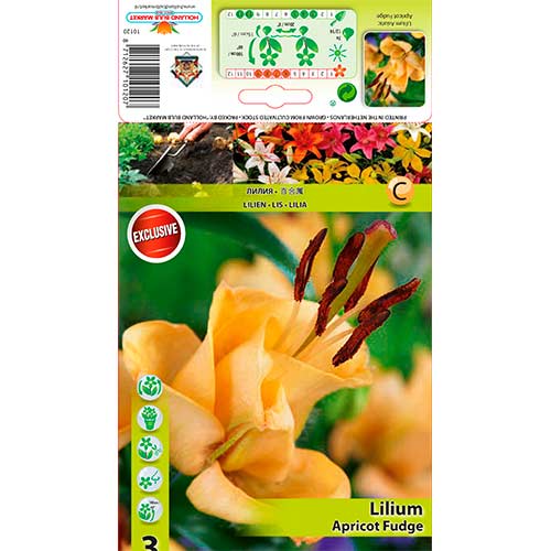 Liilia Apricot Fudge interface.art foto 1 Liilia Apricot Fudge interface.image 1 interface.art 76302