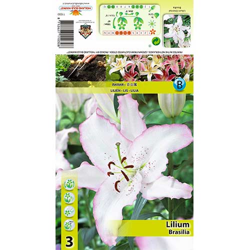 Liilia Brasilia interface.image 1 interface.art 70424