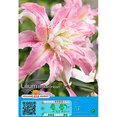 Liilia Broken Heart interface.art foto 1 Liilia Broken Heart interface.image 1 interface.art 76466