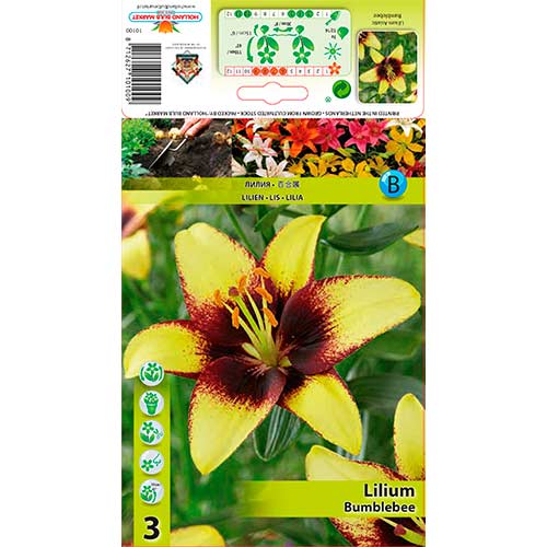 Liilia Bumblebee interface.art foto 1 Liilia Bumblebee interface.image 1 interface.art 76305