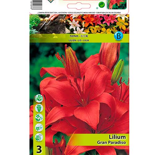 Liilia Gran Paradiso interface.art foto 1 Liilia Gran Paradiso interface.image 1 interface.art 76467