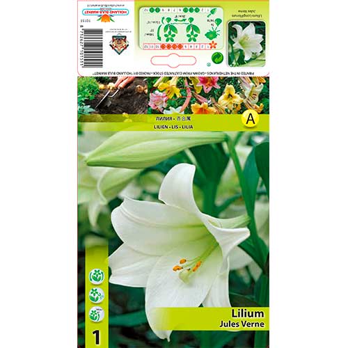 Liilia Jules Verne interface.image 1 interface.art 70432