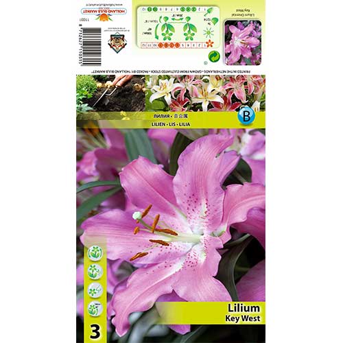 Liilia Key West interface.image 1 interface.art 70433