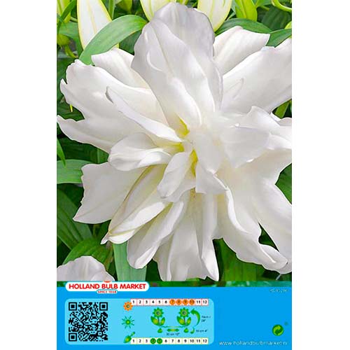 Liilia Lotus Ice interface.art foto 1 Liilia Lotus Ice interface.image 1 interface.art 76664