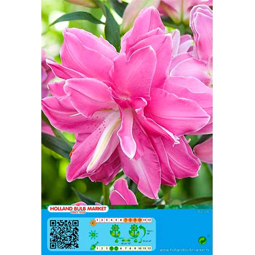 Liilia Lotus Wonder interface.art foto 1 Liilia Lotus Wonder interface.image 1 interface.art 76665