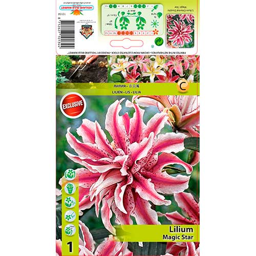 Liilia Magic Star interface.image 1 interface.art 76314