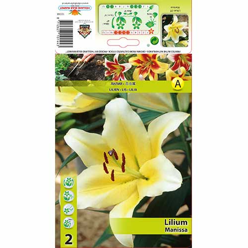 Liilia Manissa interface.image 1 interface.art 70276