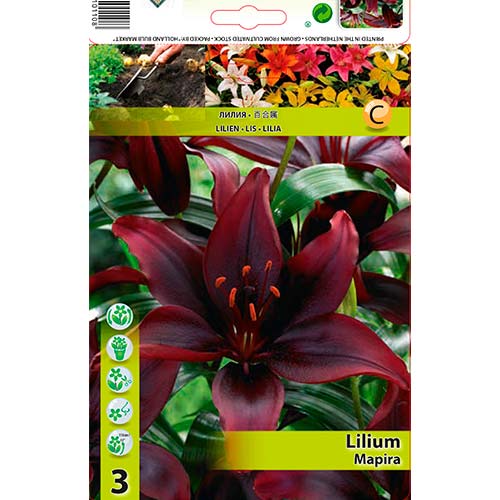 Liilia Mapira interface.art foto 1 Liilia Mapira interface.image 1 interface.art 76471