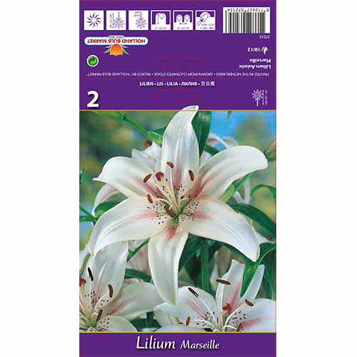 Liilia Marseille interface.image 1 interface.art 70210