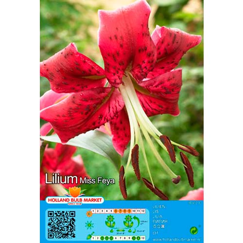 Liilia Miss Feya interface.art foto 1 Liilia Miss Feya interface.image 1 interface.art 76472
