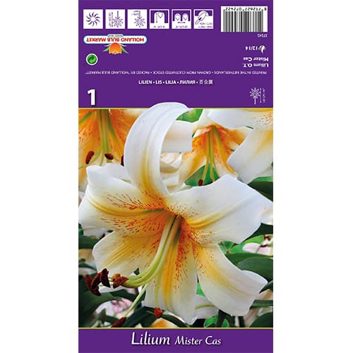 Liilia Mister Cas interface.art foto 1 Liilia Mister Cas interface.image 1 interface.art 77841