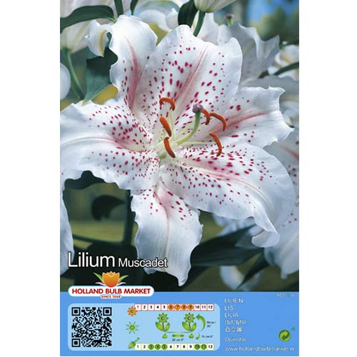 Liilia Muscadet interface.art foto 1 Liilia Muscadet interface.image 1 interface.art 76117