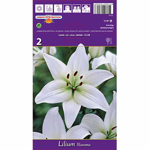 Liilia Navona interface.image 1 interface.art 70211