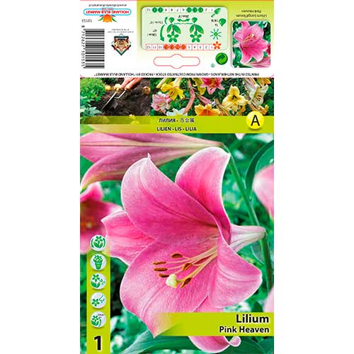 Liilia Pink Heaven interface.art foto 1 Liilia Pink Heaven interface.image 1 interface.art 76317