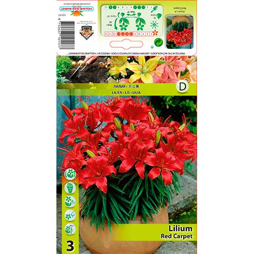 Liilia Red Carpet interface.image 1 interface.art 76320