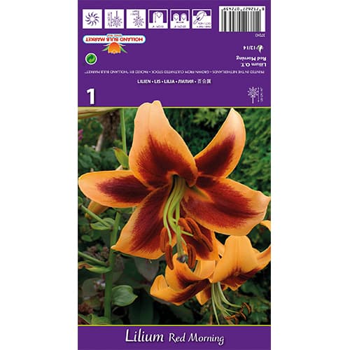 Liilia Red Morning interface.art foto 1 Liilia Red Morning interface.image 1 interface.art 77842