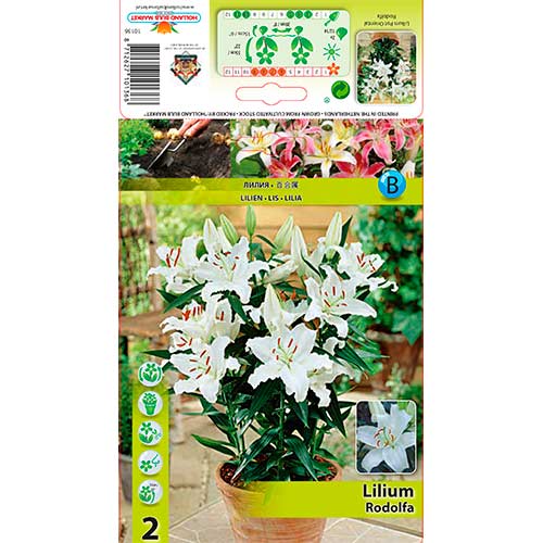 Liilia Rodolfa interface.image 1 interface.art 76607