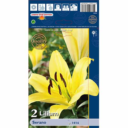 Liilia Serano interface.image 1 interface.art 70233