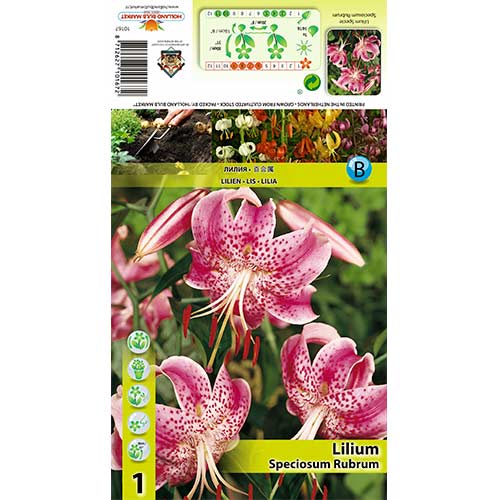 Liilia Speciosum Rubrum interface.image 1 interface.art 70438