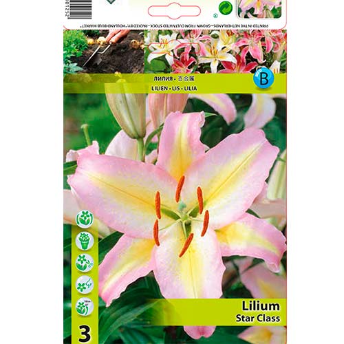 Liilia Star Class interface.art foto 1 Liilia Star Class interface.image 1 interface.art 76478