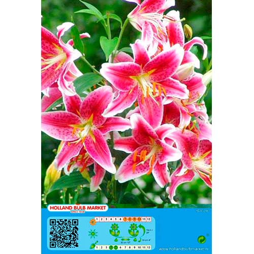 Liilia Stargazer interface.art foto 1 Liilia Stargazer interface.image 1 interface.art 76479