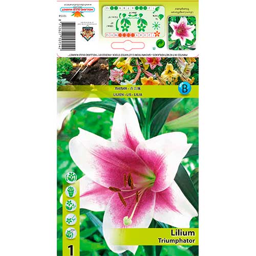 Liilia Triumphator interface.art foto 1 Liilia Triumphator interface.image 1 interface.art 76324