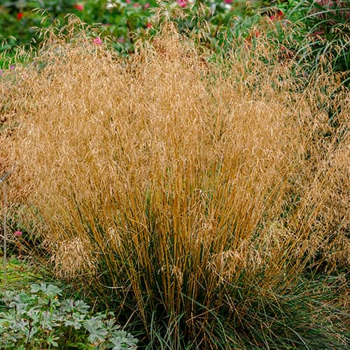 Luht-kastevars Deschampsia Caespitosa Northern Lights interface.art foto 1 Luht-kastevars Deschampsia Caespitosa Northern Lights interface.image 1 interface.art 5655