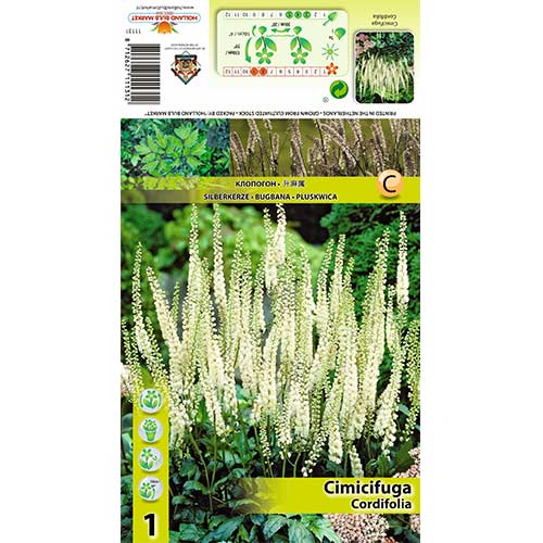 Lursslill Cordifolia interface.art foto 1 Lursslill Cordifolia interface.image 1 interface.art 70367
