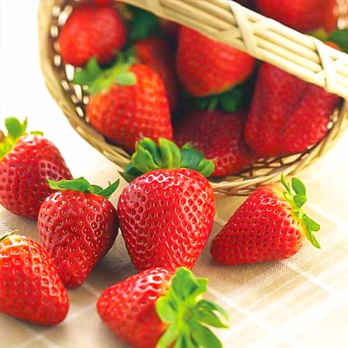 Maasikad Albion interface.image 1 interface.art 5392