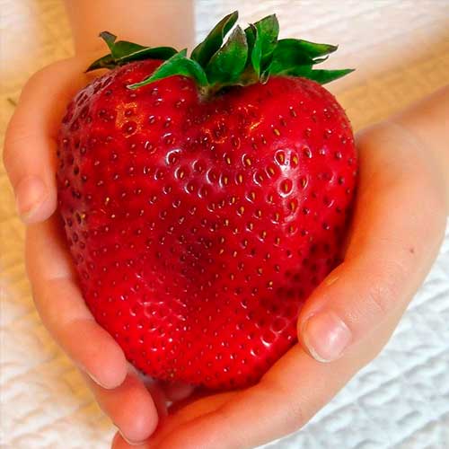 Maasikad Gigant interface.image 1 interface.art 5401