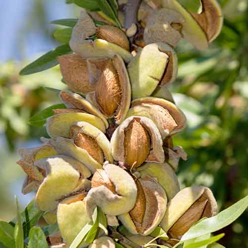 Mandel (columnar) Avijor interface.image 1 interface.art 2001