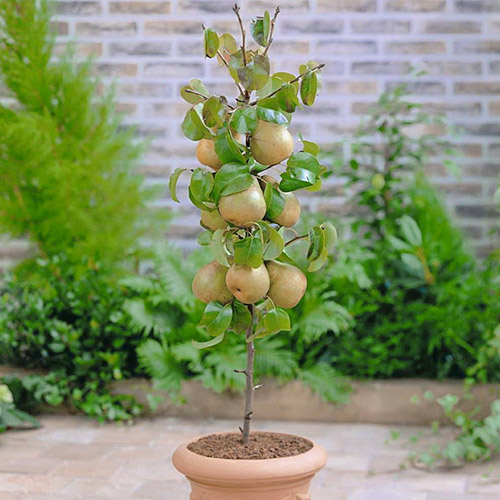 mini Pirn GardenPearl® interface.image 1 interface.art 1646