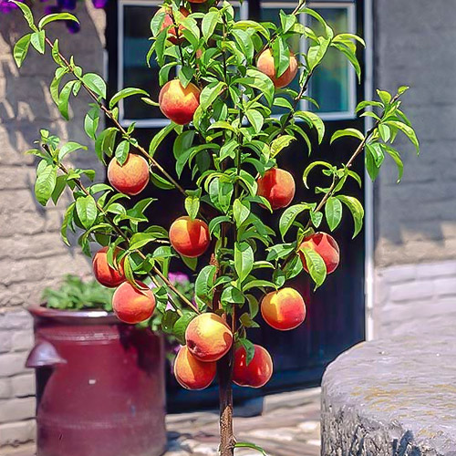 mini Virsik HoneyRed® interface.image 1 interface.art 1648