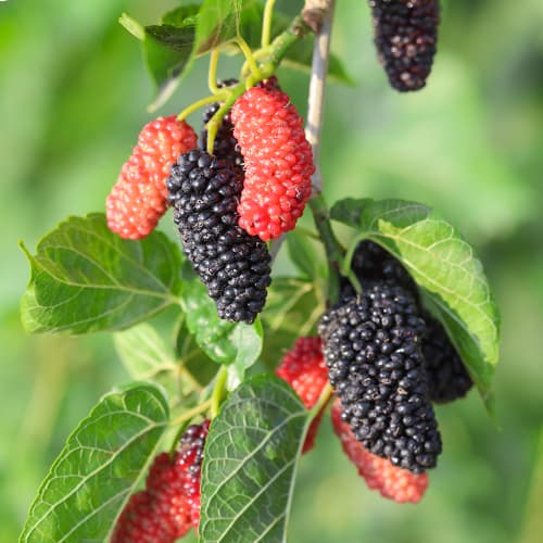 Mooruspuud Full Seasons, С2 interface.image 1 interface.art 5452