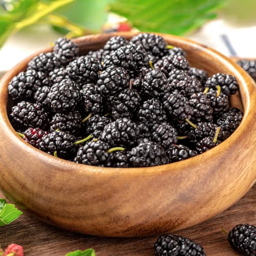 Mooruspuud Nigra, P9 interface.art foto 1 Mooruspuud Nigra, P9 interface.image 1 interface.art 5859