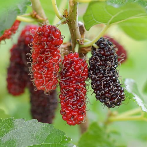 Mooruspuud Red No.2, С2 interface.image 1 interface.art 5453