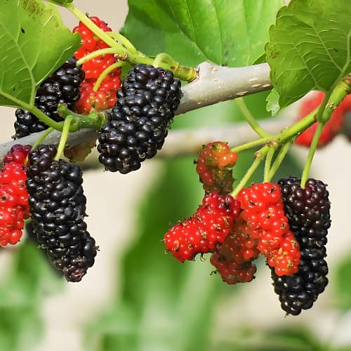 Mooruspuud Sweet Dream, P9 interface.image 1 interface.art 1587