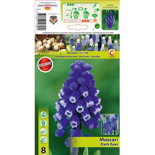 Muscari Dark Eyes interface.art foto 1 Muscari Dark Eyes interface.image 1 interface.art 67401