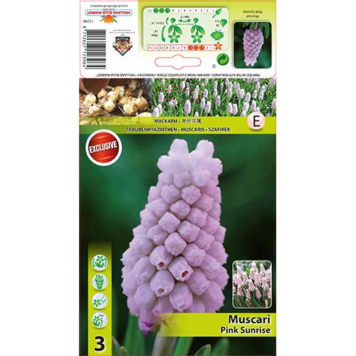 Muscari Pink Sunrise interface.art foto 1 Muscari Pink Sunrise interface.image 1 interface.art 67406