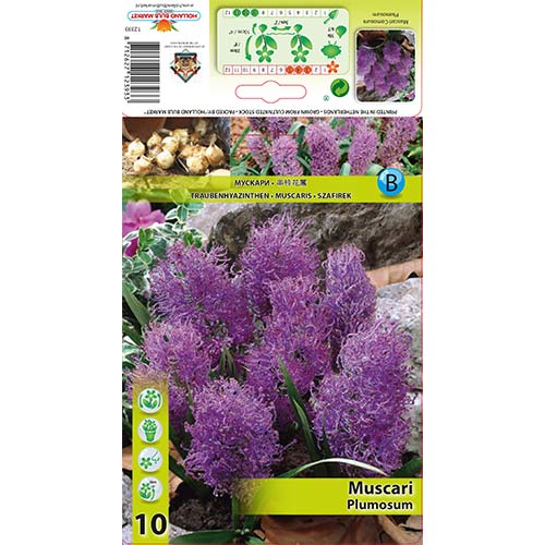 Muscari Plumosum interface.art foto 1 Muscari Plumosum interface.image 1 interface.art 70278