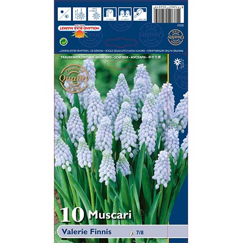 Muscari Valerie Finnis interface.art foto 1 Muscari Valerie Finnis interface.image 1 interface.art 67638