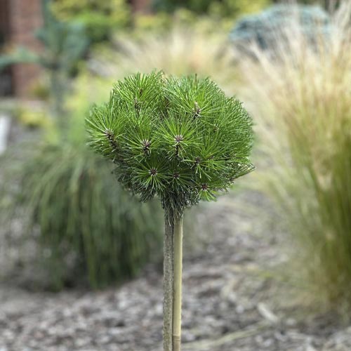 Must mänd Merci PBR, C5 interface.image 1 interface.art 8256