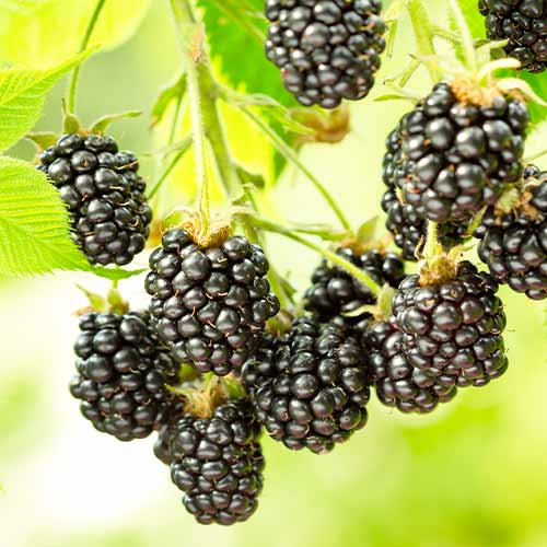 Mustikas Black Satin, Р9 interface.image 1 interface.art 7692