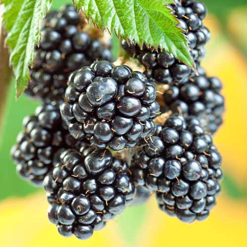 Mustikas Gigant, Р9 interface.image 1 interface.art 7506